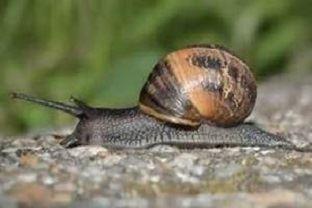 Slow Snail - Save Time