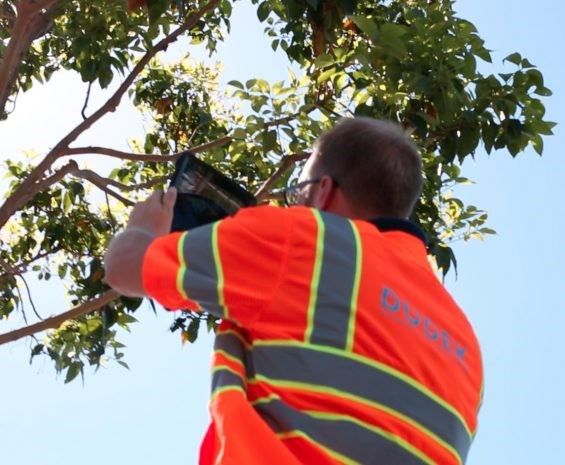 Arborist from Dudek performing tree inventory work